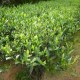 松阳银猴茶