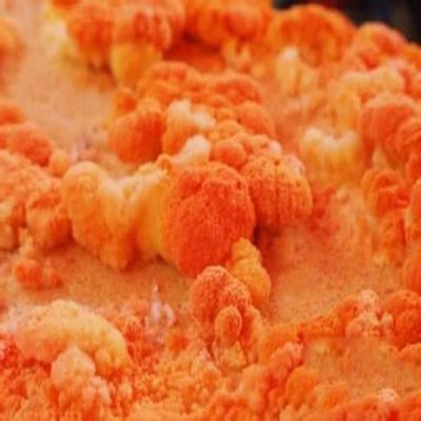 红菌豆腐渣