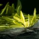 开化龙顶茶