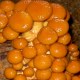平泉滑子菇