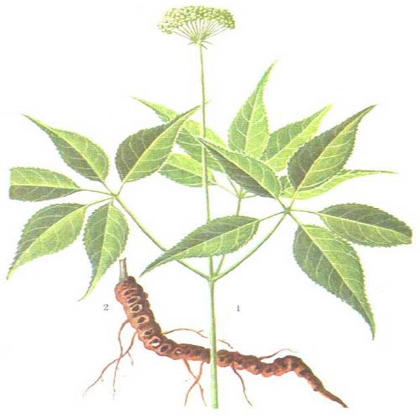临汾竹节参