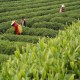 官司云雾茶