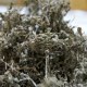 溪洲莓茶