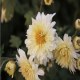 怀菊花