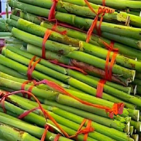 甜芦粟
