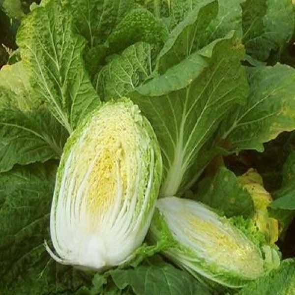 崇明大白菜
