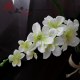 上海绢花