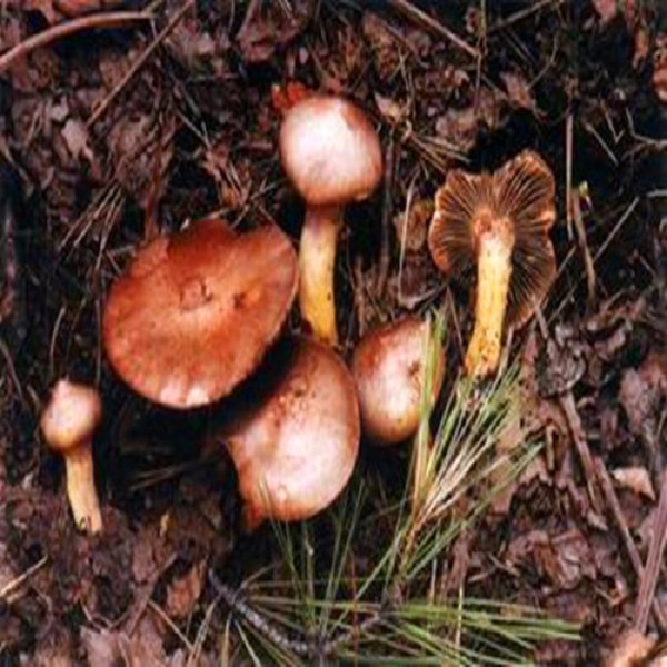 蓟县野山珍