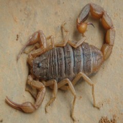 沂源全蝎