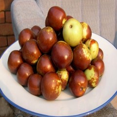 沾化冬枣