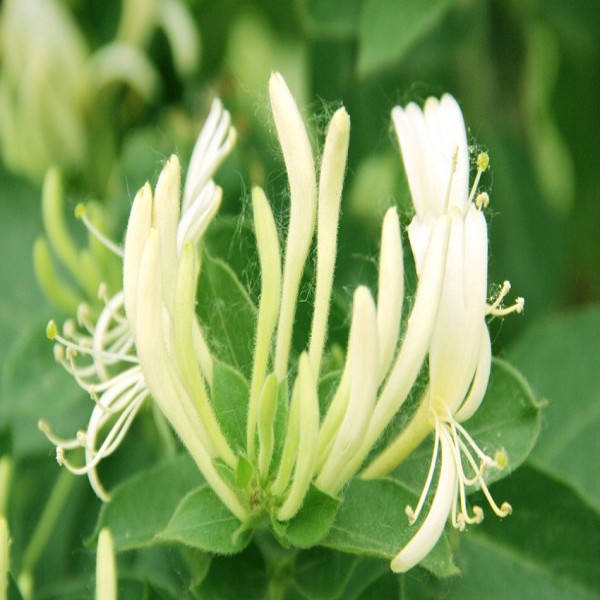 平邑金银花