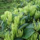 平邑金银花
