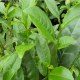 新垌茶