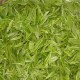 新垌茶