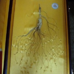 宽甸石柱参