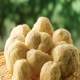 黑龙江猴头菇