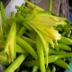 淮阳黄花菜