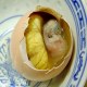 南京活珠子