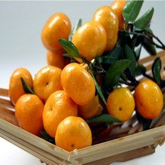 武当蜜桔