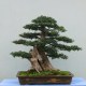 对节白蜡