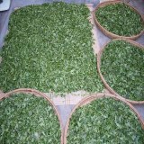 太白顶芽