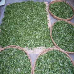 太白顶芽