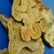 新昌白术