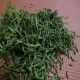 南江金银花