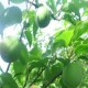 丰惠青梅