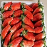 建德红颜草莓