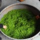 安顶云雾茶