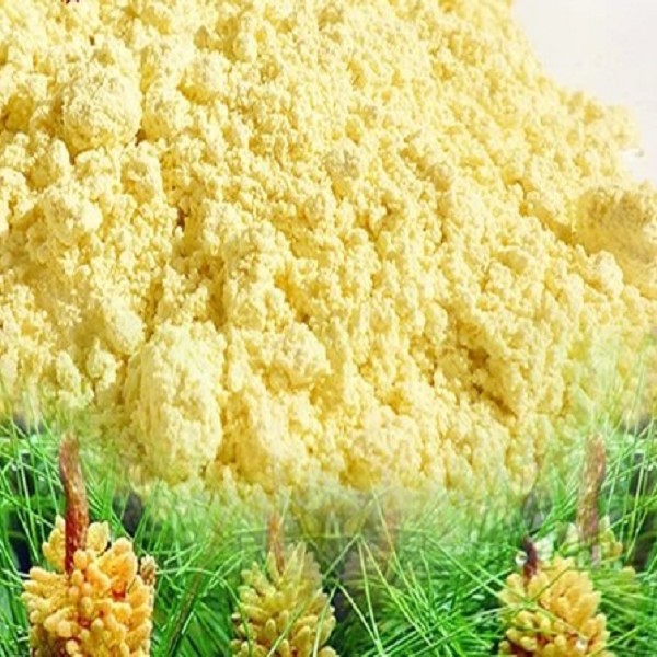 云南松花粉
