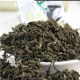 开化杜仲茶
