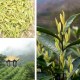 白玉花茶