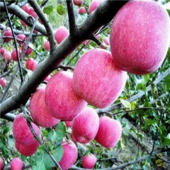 新杖子乡苹果