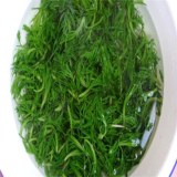 阿尔山柳蒿芽