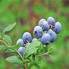 阿尔山蓝莓