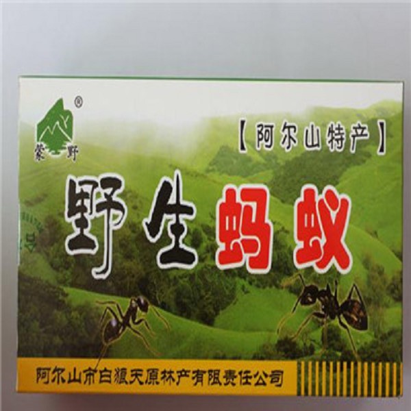 阿尔山黑蚂蚁