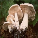 满洲里白蘑