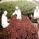 五山池黄酒