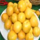 敦煌李广杏