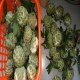 善荔枝