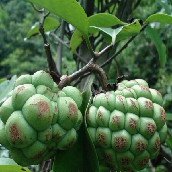 天柱大血藤果