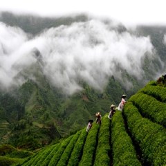 晴隆绿茶