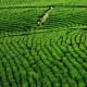 晴隆绿茶