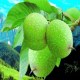 宁强核桃