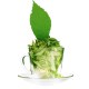 绿笋针茗茶