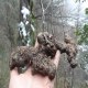 略阳猪苓