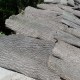 略阳杜仲