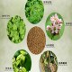 宜阳苦荞茶